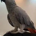 كاسكو اليف ومتكلم