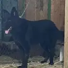 كلب جيرمن بلاك ذكر