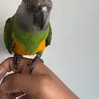 ببغاء سنغالي (يويو)