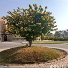 تنسيق حدائق