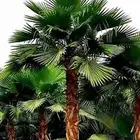 نخل واشنطوناء زينه للبيع