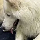 كلب هاسكي ابيض لونج هير