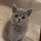 قرزلي.. قط سكوتش قراي كيوت ولعوب مع ملحقات كاملة