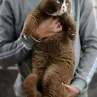 عرض للمهتمين بالإنتاج سينامون بريتش