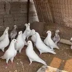حمام اكثر من 4 انواع فرنسي وقلابي وسيراجي وقطايف