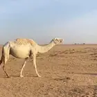ضريبه كفو وكايفه ومنتج انتاج طيب طيب