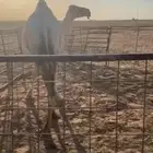 ضريبه كفو وبطنها طيب طيب طيب مقتوي