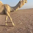 فحل اوضح كفو