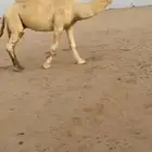 فحل اوضح كفو.