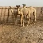 قعود. وبكار 2 للبيع