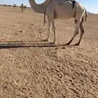 ضريبه وضحا للبيع.