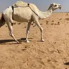 ضريبه للبيع