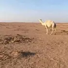 ناقه ضريبه. جاهزه بعد الله. تنصفط القناي.