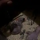 زوج كاسكو مع فرخين