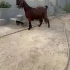 عنز قبرصي ع شامي وجه صعب