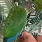 ببغاء كينور اناناس محجل