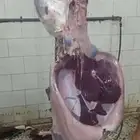 حاشي بلدي للبيع