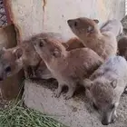 مطلووب وبران