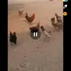 دجاج بلدي بياض شرط وحضان