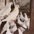 حمام فرنسي سوبر ماركت موجود زغالين