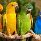 فندق طيور وترويض بغبغاء