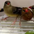 مطلوب طير الفراولة فنش