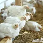 عرض خاص لا أهل مكة