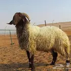 مطلوب فحل نعيمي