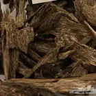 عود سيوفي غابات قديم عليه عرض قوي
