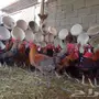 للبيع 100 ديك بلدي 