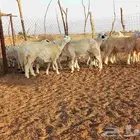 10 طليان حري