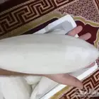 متوفر عظم الحبار للطيور بلفلين حجم كبير وسط صغير
