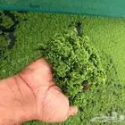 ازولا علف للدواجن والأغنام والطيور شبة مجاني