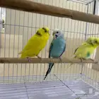طيور عدد 2 روز و واحد زيبرا