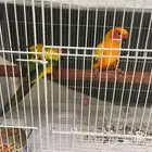 صن كنيور زوج