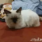 قط ذكر للتبني غير معقم