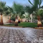 نخل أمريكي للبيع