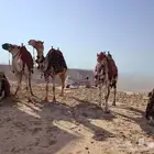 ايجار خيول وجمال رحول
