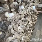 سمان