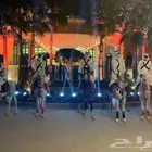 ايجار خيل وجمال بي مناسبه يوم التأسيس