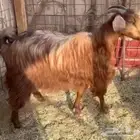 للبيع عنز حايل وذبيحه