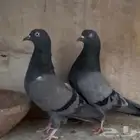 حمام باكستاني
