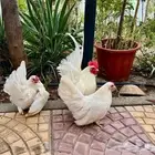 بيض دجاج زينه مخصب