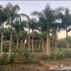 النخل ملوكي للبيع أشجار زينه ملوكي