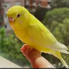 مفقود طير حب اصفر ا