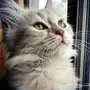 قطة شيرازية انجورا