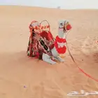 ايجار جمال زلول