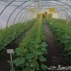 مطلوب مزرعه