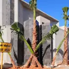 النخل واشنطونياء زينه للبيع