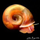 حلزون ريد رامشورن red ramshorn snail